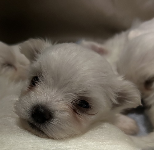 マルチーズ 犬の販売・譲渡 4186 まるで白クマちゃんすくすく育っています。