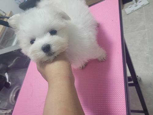 マルチーズ 犬の販売・譲渡 4187 かわいい真っ白のマルチーズ