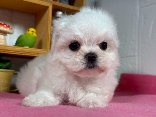 マルチーズ 犬の販売・譲渡 4188 明日午前中までに決定できる方限定!