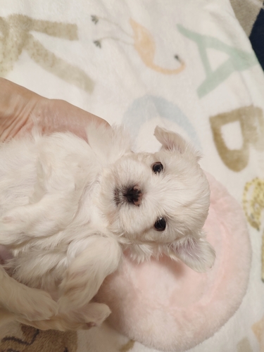 マルチーズ 犬の販売・譲渡 4192 一人っ子で生まれた可愛い女の子