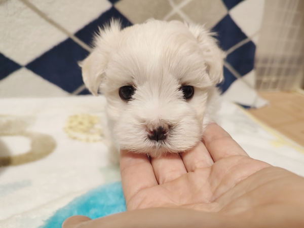 マルチーズ 犬の販売・譲渡 4193 とっても可愛い男の子