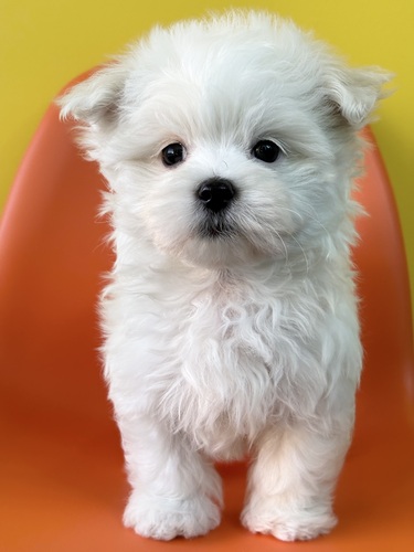 マルチーズ 犬の販売・譲渡 4195 ホワイト9549