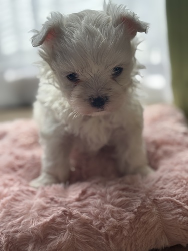 マルチーズ 犬の販売・譲渡 4196 かわいすぎるマルチーズの男の子