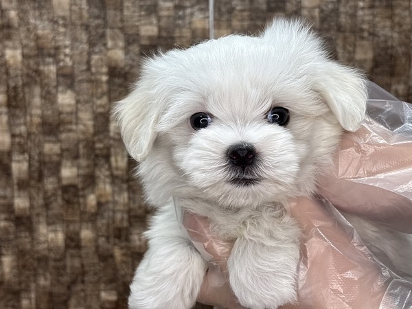 yTzہXRRZڂ ̔̔ 4198