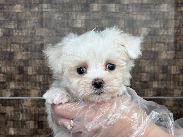 マルチーズ 犬の販売・譲渡 4203 【特典あり】好奇心旺盛♪怖いもの知らずの僕