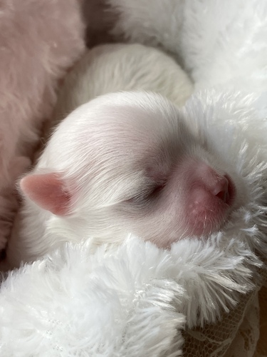 �}���`�[�Y  ���̔̔��E���n 4204 ���t���t�}���`�[�Y