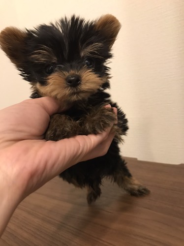 まんまるお目目のベビーフェイス僕ちゃん♡ 犬の販売 7065