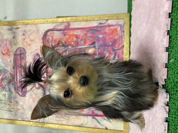 応募が多い為募集を停止します 犬の販売 7076