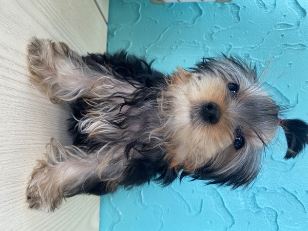 おめめががパッチリな坊や 犬の販売 7087