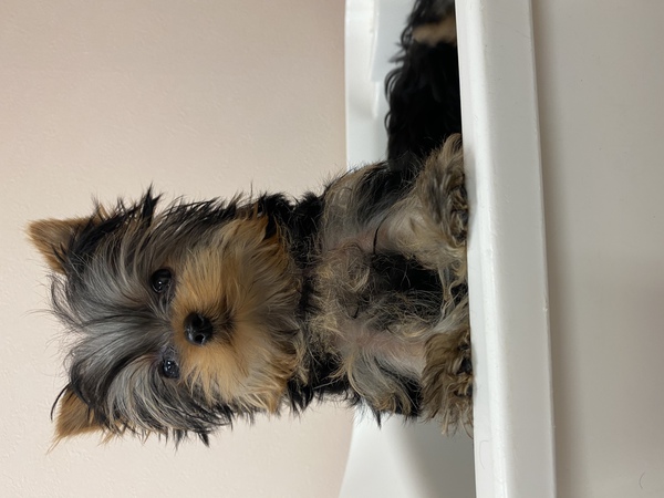 小さなこをお探しの方 犬の販売 7090