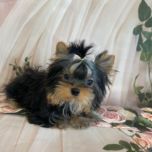 小ぶりなこです 犬の販売 7106
