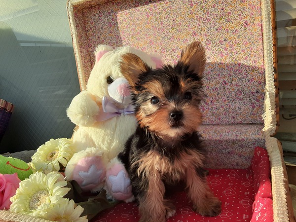 可愛いヨーキー女の子です 犬の販売 7107