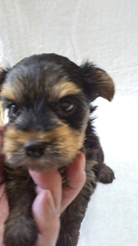 小振りでGOOD!なヨーキー男の子です! 犬の販売 7108
