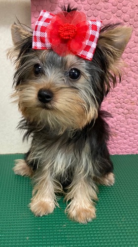 小さくてとても大人しい女の子です。 犬の販売 7117