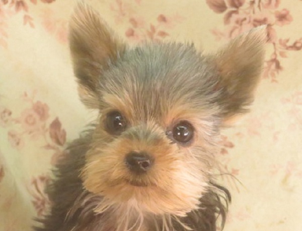 生後4ヶ月半で500g極小犬 18万円 犬の販売 7133