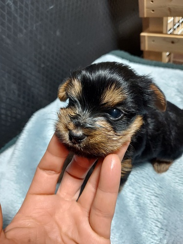 しっかり体型の男の子 犬の販売 7138