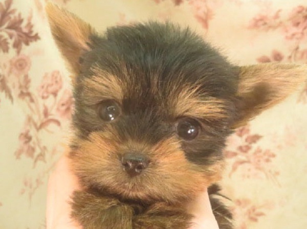 はは2.3k父1.8k良血統の男の子 犬の販売 7148