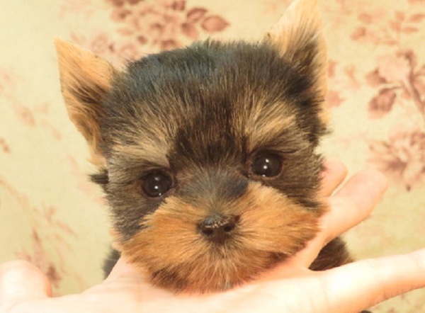 母1.8k父1.4k成犬時も背中がブルーのままです 犬の販売 7152