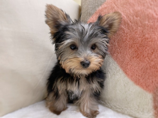 岐阜県よりご家族募集です 犬の販売 7169