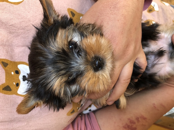 熊本より販売中 犬の販売 7177