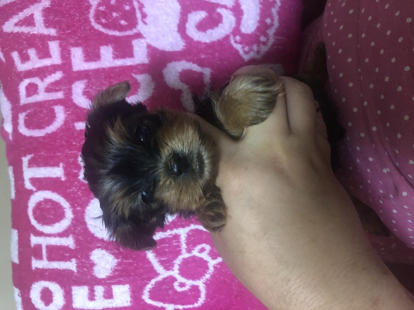 熊本よりヨーキーbaby発信 犬の販売 7181