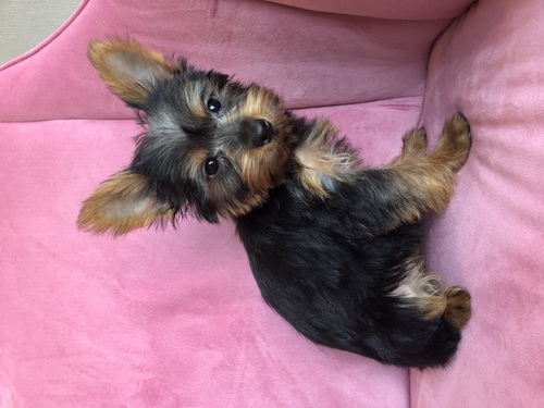 ヨーキー3兄妹 犬の販売 7182
