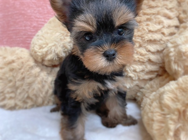 お値下げいたします 犬の販売 7183