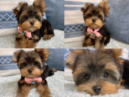 お値下げいたします 犬の販売 7185
