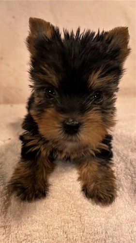 可愛いヨークシャーテリア仔犬 犬の販売 7191
