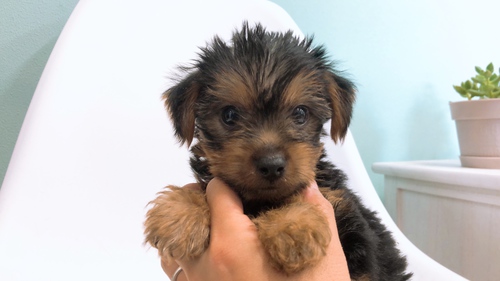 くりくりお目々の男の子 犬の販売 7197