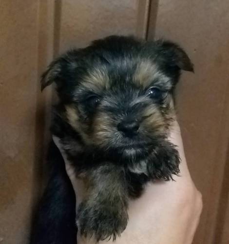 前回の子犬達はカレンダーに載っています! 犬の販売 7211
