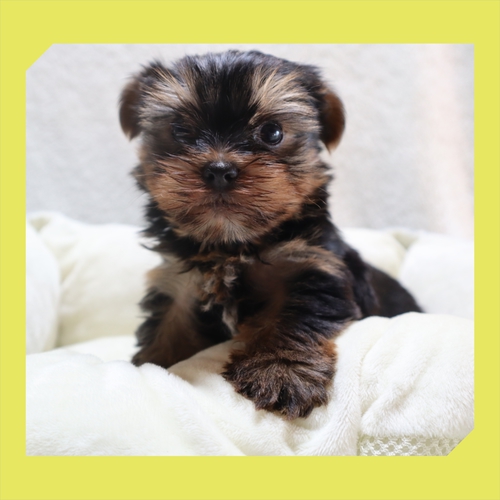 ヨーキー(ヨークシャー・テリア) 犬の販売・譲渡 7214 ●お鼻も足も短い.まん丸ひとりっ子●