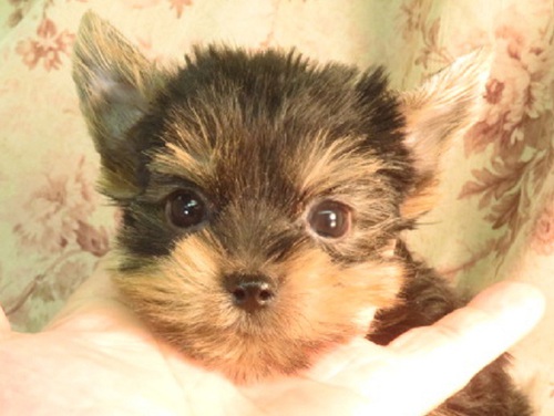 ヨーキー(ヨークシャー・テリア) 犬の販売・譲渡 7216 お顔がとても可愛いです
