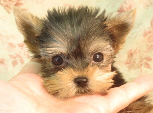 ヨーキー(ヨークシャー・テリア) 犬の販売・譲渡 7218 母2.5k父1.4k良血統 理想的な男の子女の子