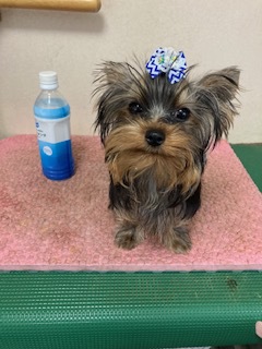 ヨーキー(ヨークシャー・テリア) 犬の販売・譲渡 7219 飼い主様決まりました。ありがとうございました。