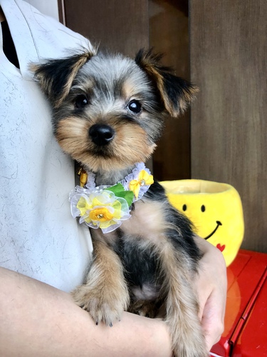 ヨーキー(ヨークシャー・テリア) 犬の販売・譲渡 7230 可愛いヨーキー女の子