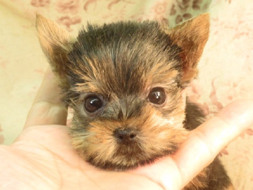 ヨーキー(ヨークシャー・テリア) 犬の販売・譲渡 7232 両親 祖父母遺伝疾患無 小ぶりな女の子