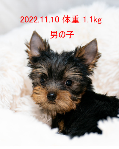 [L[i[NV[EeAj  ̔̔En 7233 w󂠂x₩{N