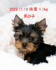 [L[i[NV[EeAj  q T w󂠂x₩{... 7233
