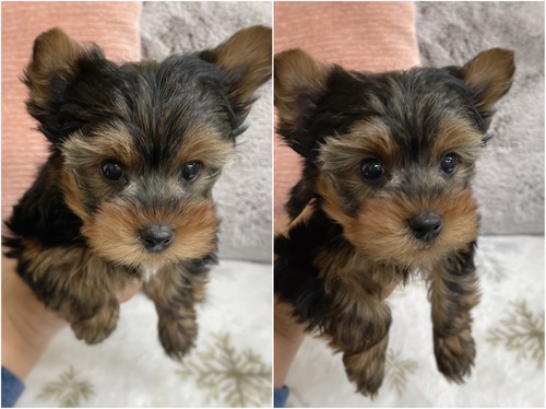 ヨーキー(ヨークシャー・テリア) 犬の販売・譲渡 7237 イケメンな男の子ご家族募集中です