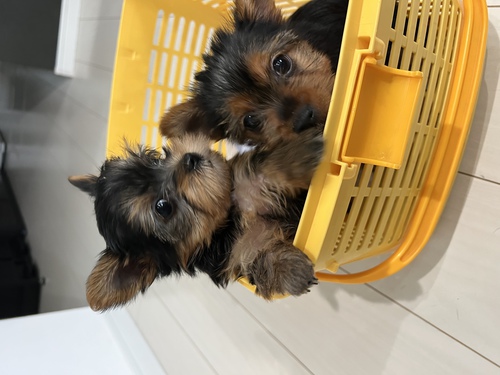 ヨーキー(ヨークシャー・テリア) 犬の販売・譲渡 7241 姉弟ですくすく育ってます。