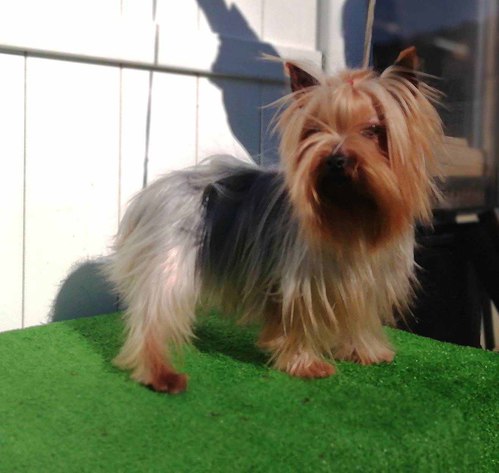 ヨーキー(ヨークシャー・テリア) 犬の販売・譲渡 7245 成犬 特別分譲犬
