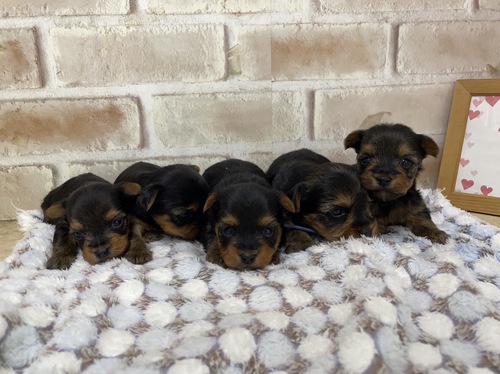 ヨーキー(ヨークシャー・テリア) 犬の販売・譲渡 7248 ヨークシャーテリアの5頭兄妹の飼い主募集中です!