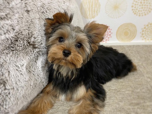 ヨーキー(ヨークシャー・テリア) 犬の販売・譲渡 7249 直ぐにお迎えいただけます