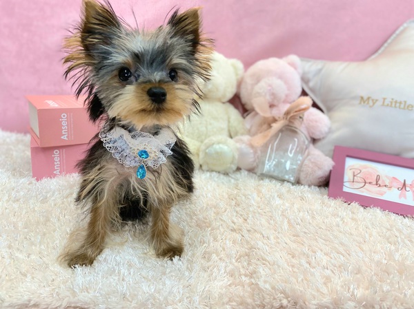 ヨーキー(ヨークシャー・テリア) 犬の販売・譲渡 7261 激かわ、極小ヨーキーの男の子