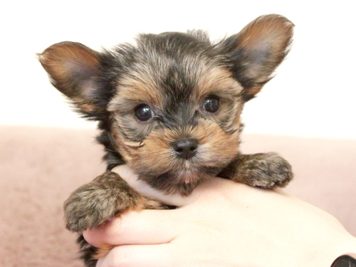 ヨーキー(ヨークシャー・テリア) 犬の販売・譲渡 7271 【大阪市】仲良し2姉妹☆ご見学予約受付中!