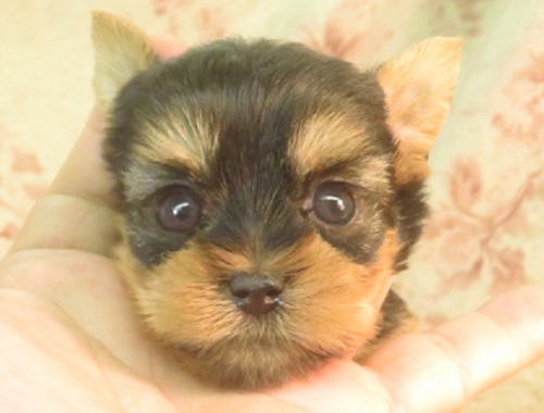 ヨーキー(ヨークシャー・テリア) 犬の販売・譲渡 7273 母3k父1.4k