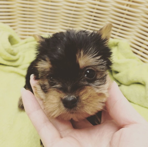 ヨーキー(ヨークシャー・テリア) 犬の販売・譲渡 7275 ありがとうございました