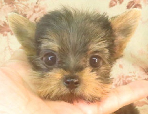 ヨーキー(ヨークシャー・テリア) 犬の販売・譲渡 7279 母1.8k父1.4k老犬になっても背中はブルーです