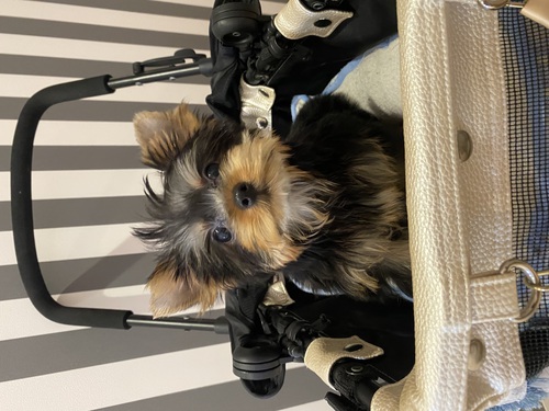 ヨーキー(ヨークシャー・テリア) 犬の販売・譲渡 7282 決まりました